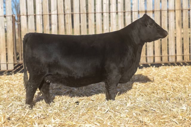 Nagorske Madame Pride 2011, registered Angus cow at P3 Angus