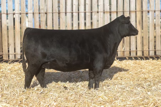 Nagorske Priscilla 9027, registered Angus cow at P3 Angus