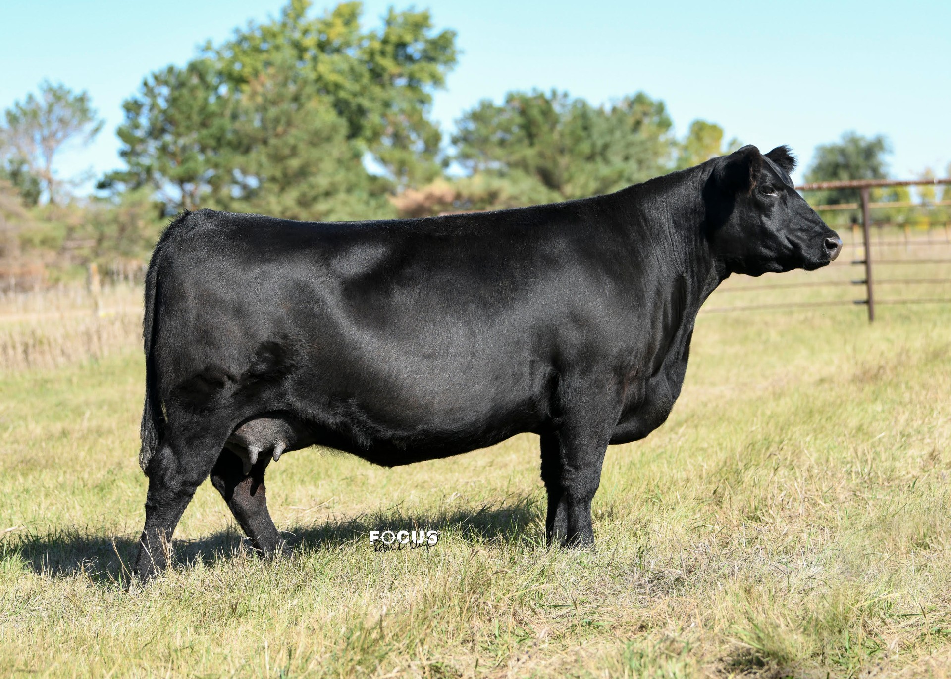 NB Madame Pride 8029, registered Angus cow at P3 Angus