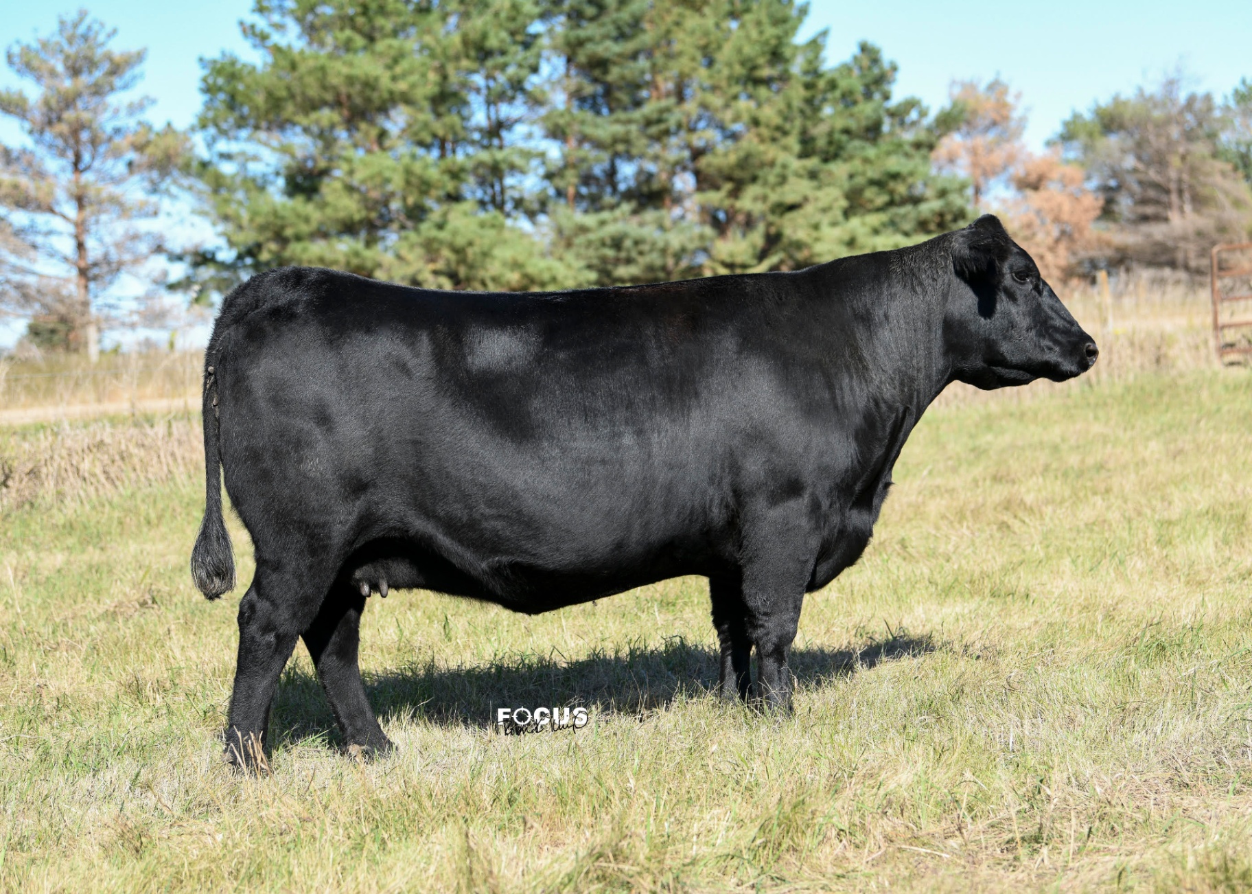 Nagorske Eileen 7004, registered Angus cow at P3 Angus