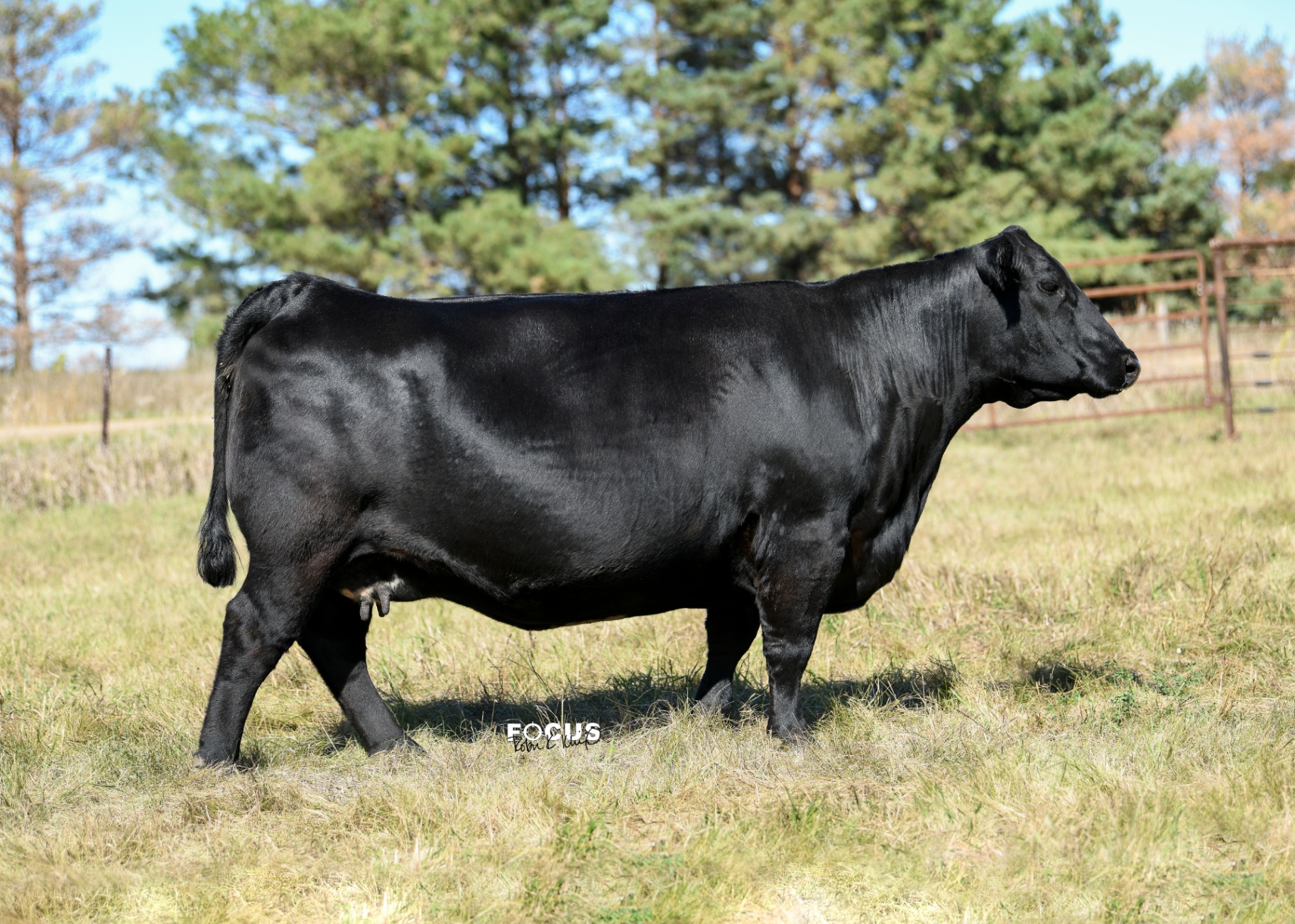NAF Madame Pride 215, registered Angus cow at P3 Angus