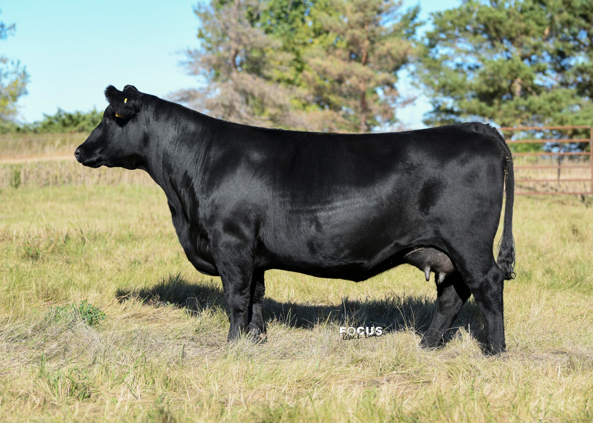 Nagorske Blackbird 7024, registered Angus cow at P3 Angus