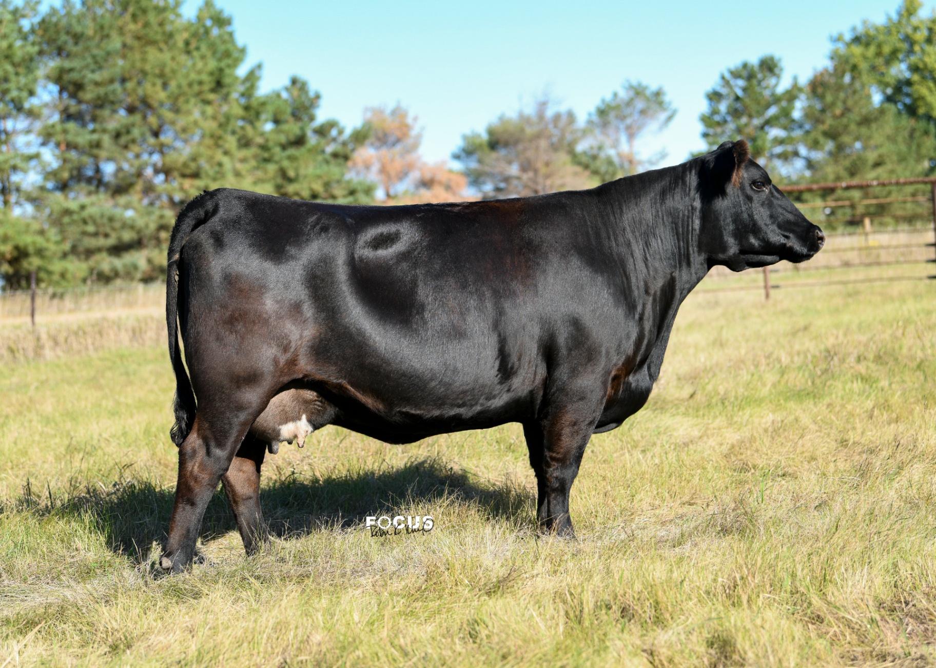 NAF Madame Pride 4001, registered Angus cow at P3 Angus