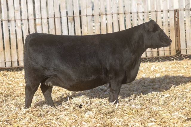 Nagorske Madame Pride 2019, registered Angus cow at P3 Angus