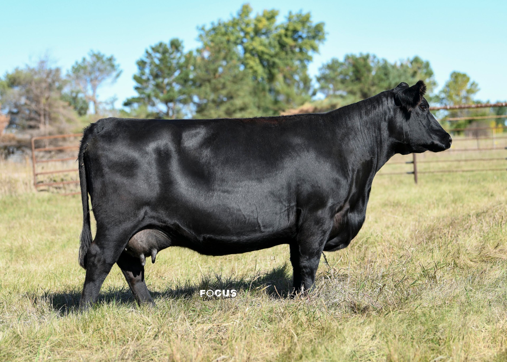 NAF Madame Pride 5004, registered Angus cow at P3 Angus
