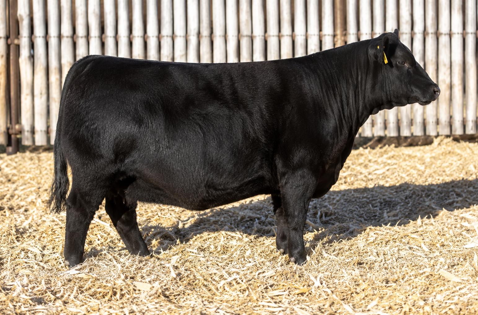 NAF Priscilla 329, registered Angus cow at P3 Angus